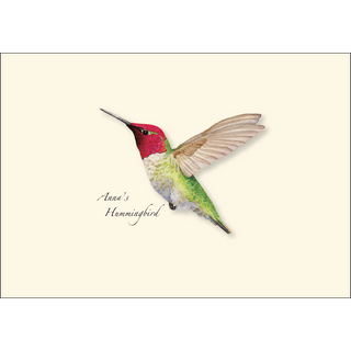 Anna's Hummingbird image 1