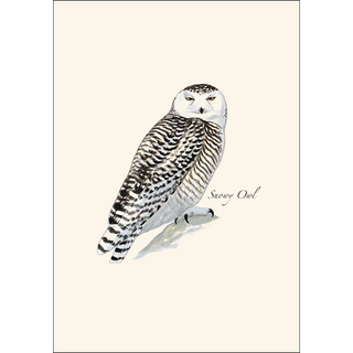 Sibley's Snowy Owl image 1