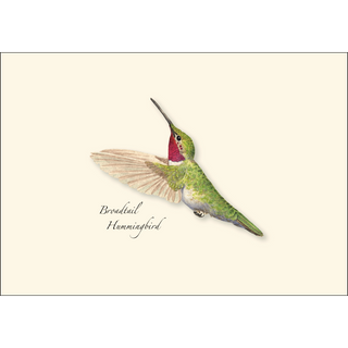 Western Hummingbird  Assortment image 3