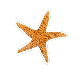 Sea Star image 1