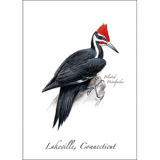 Pileated Woodpecker image 0
