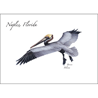 Brown Pelican image 0