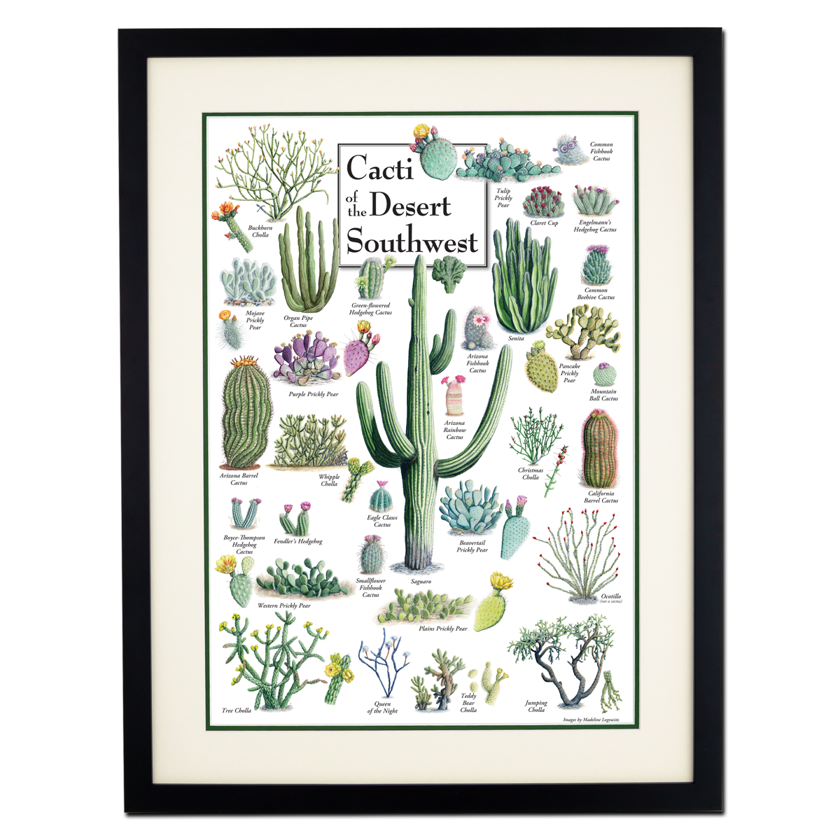 cacti succulents poster Earth Sky + Water - Cacti Of The Desert Southwest