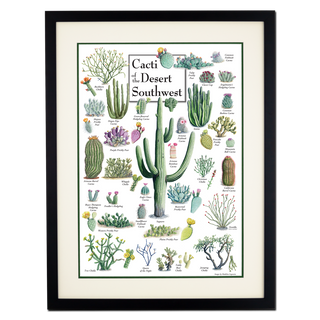 Cacti of the Desert Southwest - Poster - Double matted black frame image