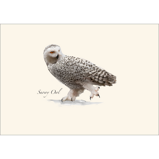 Snowy Owl image 1