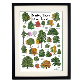 Native Trees of the Southeast - Poster - Double matted black frame image