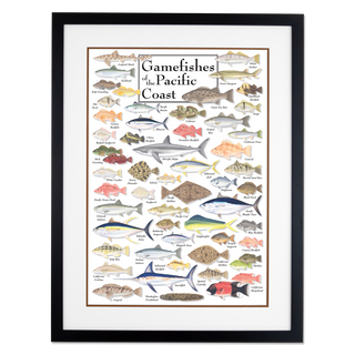 Gamefishes of Pacific Coast - Poster - Double matted black frame image
