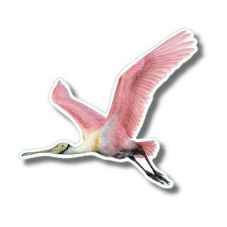 Roseate Spoonbill II image 0