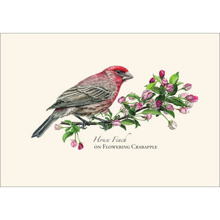 House Finch image 1