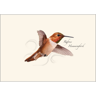 Rufous Hummingbird image 1