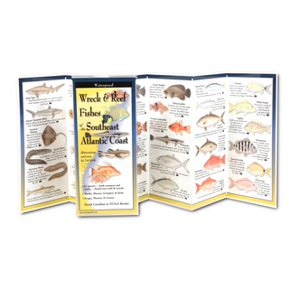 Wreck & Reef Fishes of the Southeast Atlantic Coast image 1
