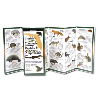 Florida's Mammals, Reptiles, & Amphibians image 1