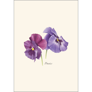 Pansies image 1