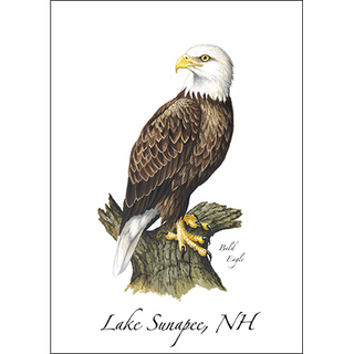 Bald Eagle image 0