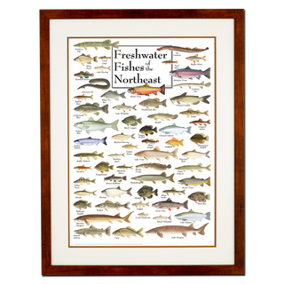 Freshwater Fishes of the Northeast - Poster - Double matted honey frame image