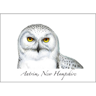 Snowy Owl image 0