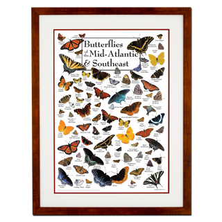 Butterflies of the Mid-Atlantic &amp; Southeast - Poster - Double matted honey frame image
