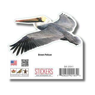 Brown Pelican image 1
