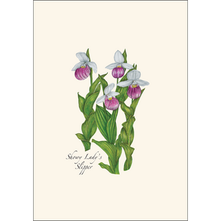 Native Orchid Assortment image 2