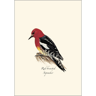 Peterson W. Woodpecker  Assortment image 1