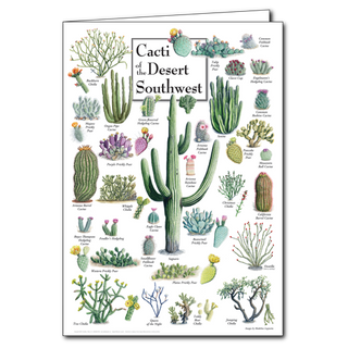 Cacti of the Desert Southwest - Poster Card image 0
