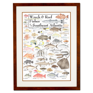 Wreck & Reef Fishes of the Southeast Atlantic Coast - Poster - Double matted honey frame image