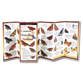 Common Butterflies of the Northeast image 1