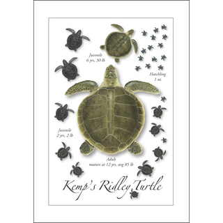 Kemp's Ridley Turtle Lifecycle<br>(namedrop unavailable) image 0