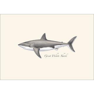 Great White Shark image 1