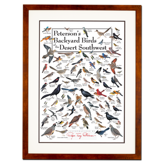 Peterson's Backyard Birds of the Desert Southwest - Poster - Double matted honey frame image