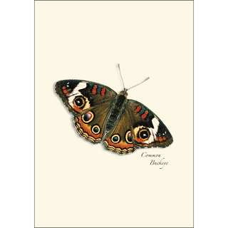 Butterfly Assortment image 3
