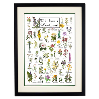 Wildflowers of the Southeast - Double matted black frame image