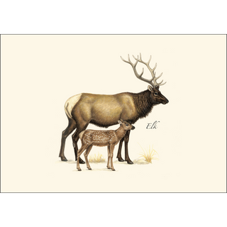 Western Mammal Assortment image 3