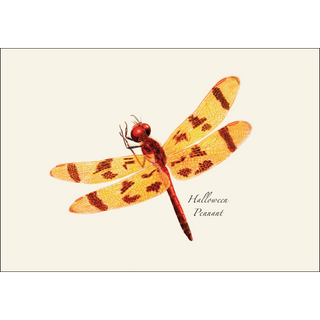 Dragonfly & Damselfly Assortment II image 4