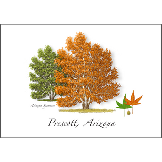 Arizona Sycamore image 0