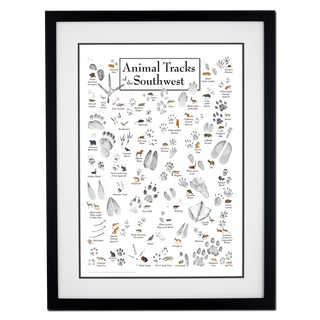 Animal Tracks of Southwest - Double matted black frame image