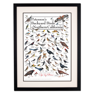 Peterson's Backyard Birds of Northern California - Poster - Double matted black frame image