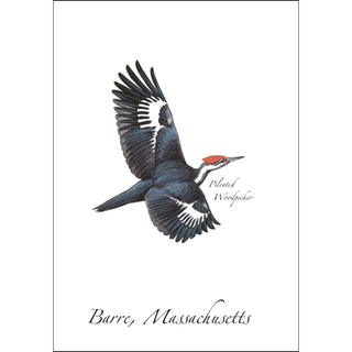 Pileated Woodpecker in flight image 0