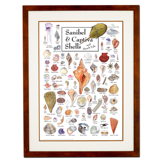 Sanibel & Captiva Shells & Beach Life - Poster - Double matted honey frame image