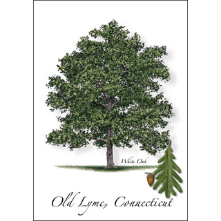 White Oak image 0