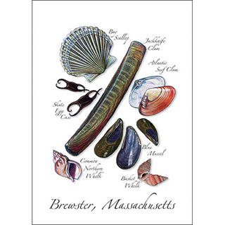 Jacknife Clam Assortment image 0