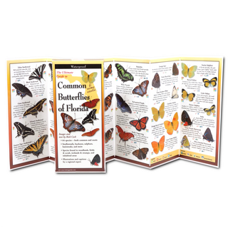 Common Butterflies of Florida image 1