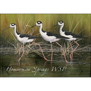 Black-necked Stilt image 0