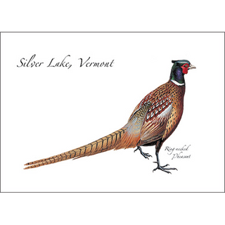 Ring-necked Pheasant image 0