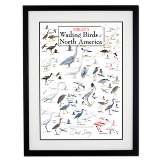 Sibley's Wading Birds North America - Poster - Double matted black frame image