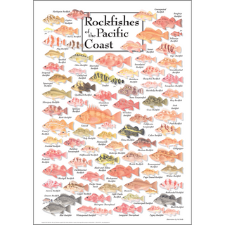 Rockfishes of Pacific Coast - Poster - Unframed - Ships in a sturdy mailing tube image