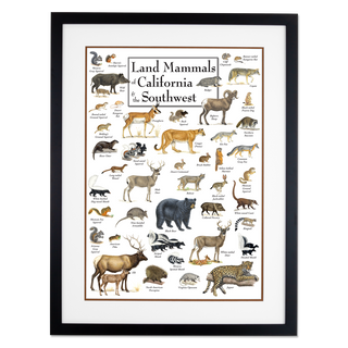 Land Mammals of California & the Southwest - Poster - Double matted black frame image