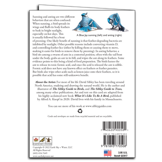 Sibley's Blue Jay image 1