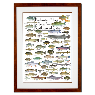 Freshwater Fishes of Texas & South-central States - Poster - Double matted honey frame image