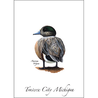 American Wigeon image 0